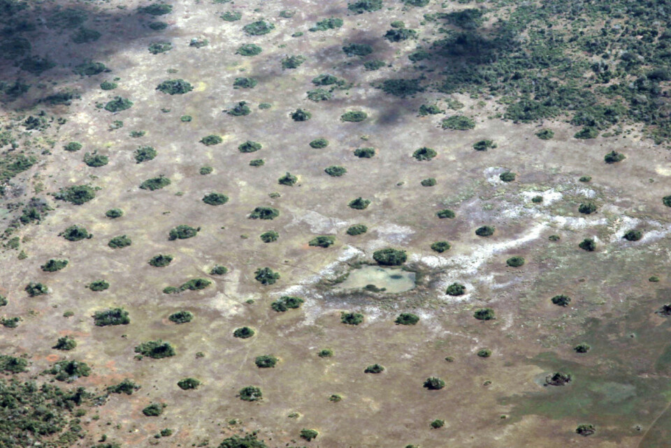 Termitt-tuer ligger som grønne øyer på tørre sletter i Mosambik. (Foto: Rob Pringle)