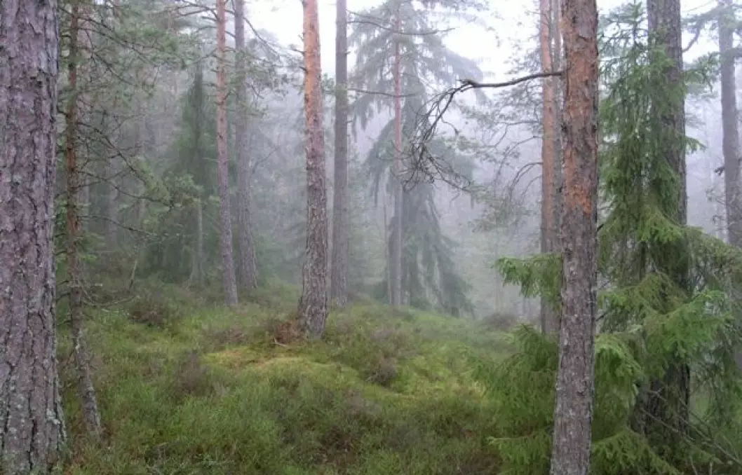 Økt tilvekst og areal gjør at skogen i Norge binder stadig mer CO2. (Foto: Ragnar Våga Pedersen)
