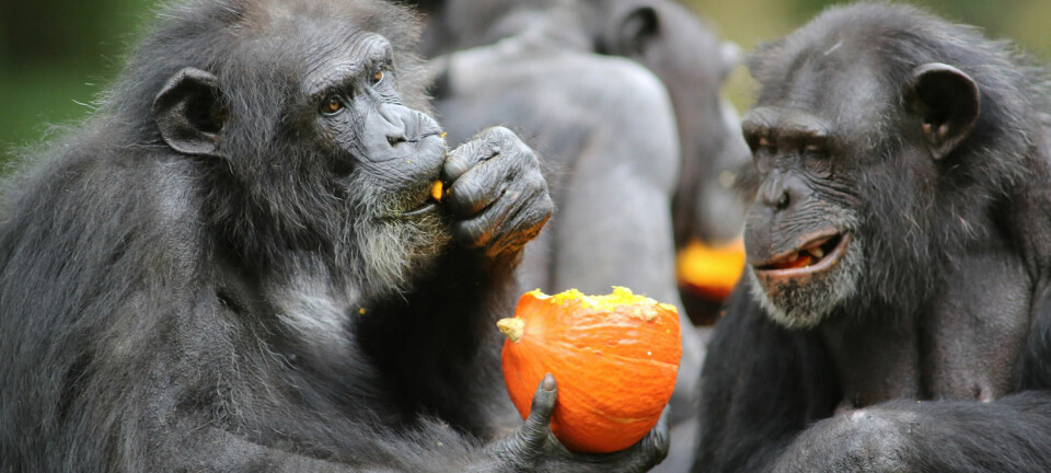 Sjimpanser overrasker stadig forskere. Nå skal de ha klart å endre lydene de lager når de ber om visse ting, for å tilpasse seg et nytt miljø. (Foto: NTB scanpix)