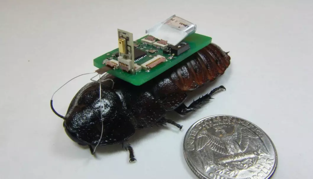 Kakerlakken – menneskets beste venn?