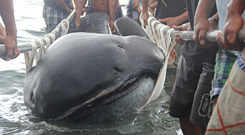 Sjelden hai ble skylt på land i Filippinene