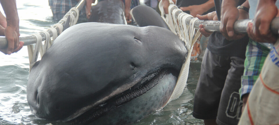 Stormunnhaien er en av bare tre haier som livnærer seg på plankton. (Foto: Reuters/NTB scanpix)