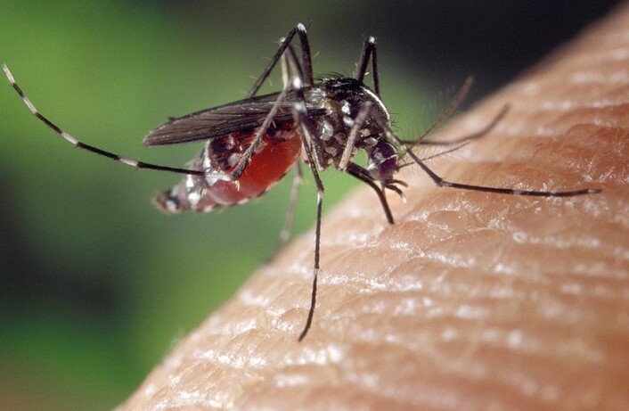 En Aedes Aegypti-mygg biter et menneske. (Foto: CDC/Offentlig eiendom) En Aedes Aegypti-mygg biter et menneske. (Foto: CDC/Offentlig eiendom)