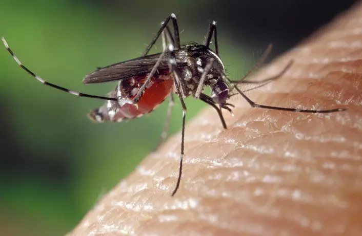 En Aedes Aegypti-mygg biter et menneske. (Foto: CDC/Offentlig eiendom)
