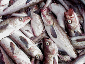 Alaska pollock dukker ofte opp der det trengs billig hvitfisk – for eksempel i fiskegrateng og fiskepinner i norske frysedisker. Nå har stillehavsarten også svømt over til norskekysten. (Foto: NOAA FishWatch) Alaska pollock dukker ofte opp der det trengs billig hvitfisk – for eksempel i fiskegrateng og fiskepinner i norske frysedisker. Nå har stillehavsarten også svømt over til norskekysten. (Foto: NOAA FishWatch)