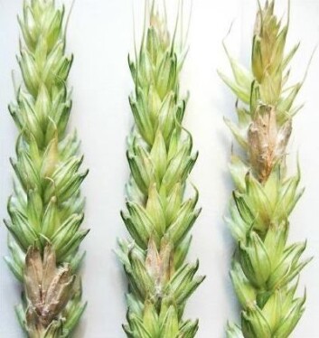 Fusarium i hveteaks. (Foto: Jafar Razzaghian) Fusarium i hveteaks. (Foto: Jafar Razzaghian)