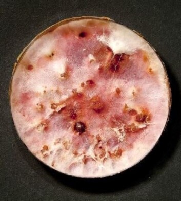 Vekst av <em>Fusarium graminearum</em>. (Foto: Erling Fløistad) Vekst av <em>Fusarium graminearum</em>. (Foto: Erling Fløistad)
