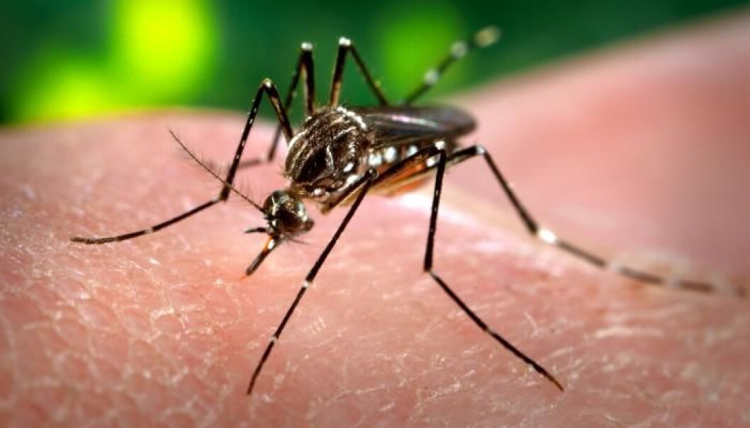 Aedes Aegypti, myggarten som blant annet sprer denguefeber i tropiske strøk. (Foto: James Gathany/Offentlig eiendom) Aedes Aegypti, myggarten som blant annet sprer denguefeber i tropiske strøk. (Foto: James Gathany/Offentlig eiendom)