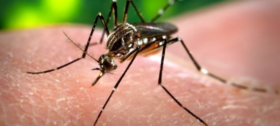 Aedes Aegypti, myggarten som blant annet sprer denguefeber i tropiske strøk. (Foto: James Gathany/Offentlig eiendom)