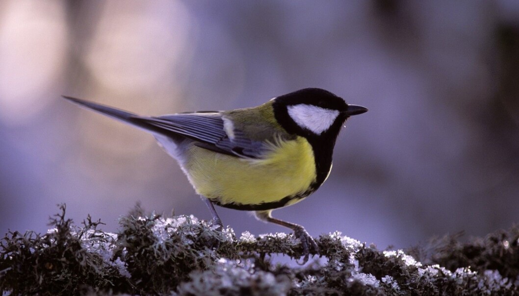 En kjøttmeis forbereder seg på en lang og kald natt. (Foto: Dag Røttereng, Samfoto) En kjøttmeis forbereder seg på en lang og kald natt. (Foto: Dag Røttereng, Samfoto)