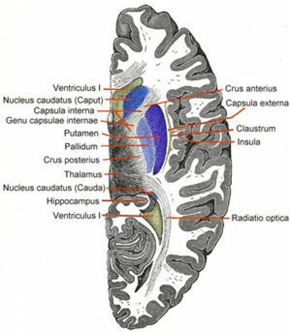 Tverrsnitt av nucleus caudatus i hjernen.  (Foto: Wiki commons)