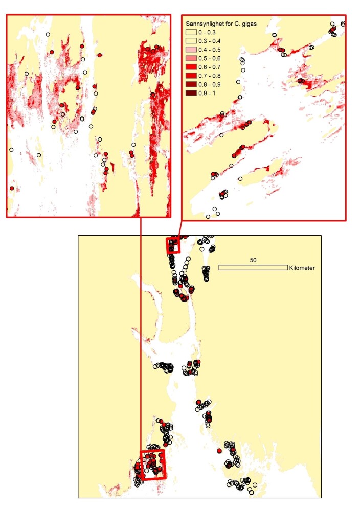 Modellert sannsynlighet for forekomst av stillehavsøsters basert på analyser av observert forekomst (røde punkter) og observert fravær (åpne sirkler) av arten i årene 2009-2012 i Oslofjorden. Modellert sannsynlighet for forekomst av stillehavsøsters basert på analyser av observert forekomst (røde punkter) og observert fravær (åpne sirkler) av arten i årene 2009-2012 i Oslofjorden.