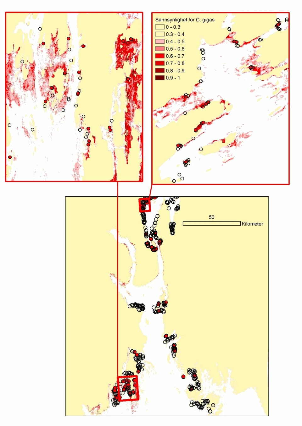 Modellert sannsynlighet for forekomst av stillehavsøsters basert på analyser av observert forekomst (røde punkter) og observert fravær (åpne sirkler) av arten i årene 2009-2012 i Oslofjorden.