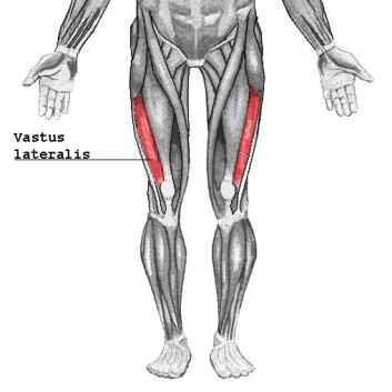 Lårmuskelen musculus vastus lateralis. (Foto: Wikimedia) Lårmuskelen musculus vastus lateralis. (Foto: Wikimedia)