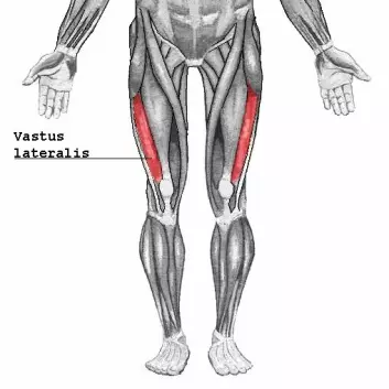Lårmuskelen musculus vastus lateralis. (Foto: Wikimedia)