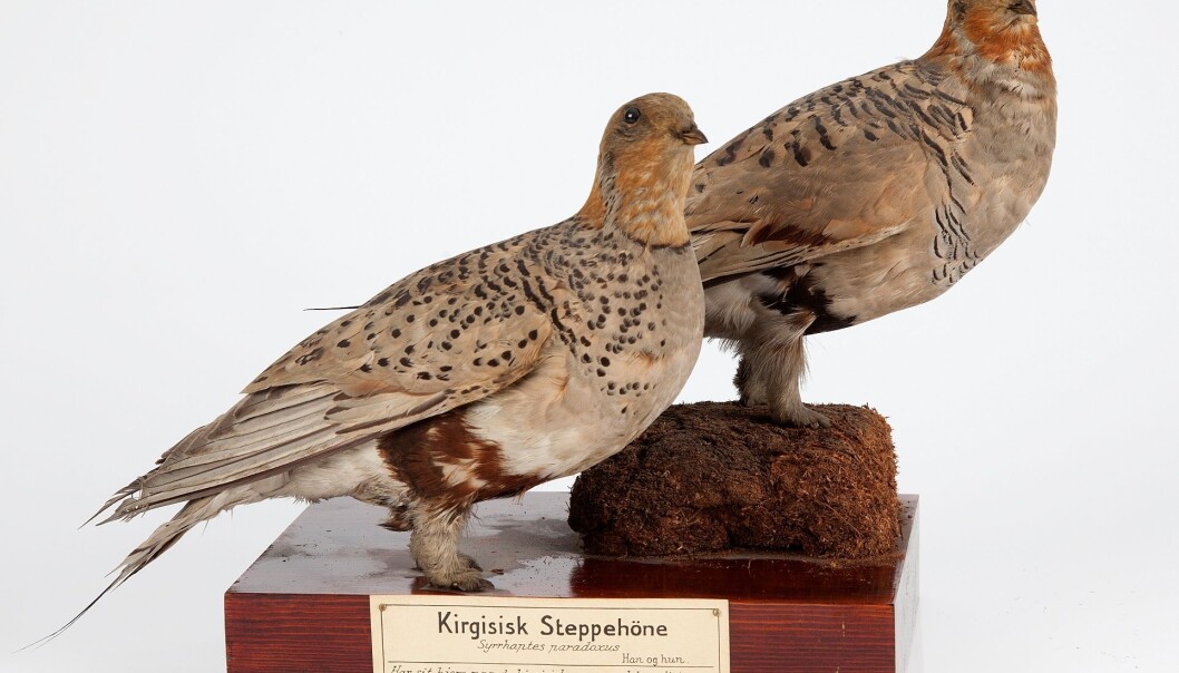 Frå samlingane til Naturhistorisk museum i Oslo: To individ av kirgisisk steppehøne, den eine skoten ved Skien, den andre på Jæren. Begge frå 1888. (Foto: Karsten Sund, NHM) Frå samlingane til Naturhistorisk museum i Oslo: To individ av kirgisisk steppehøne, den eine skoten ved Skien, den andre på Jæren. Begge frå 1888. (Foto: Karsten Sund, NHM)
