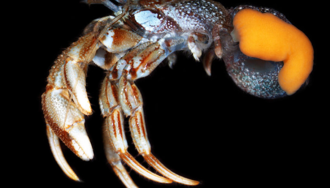 Rotkrepsen Peltogaster paguri på en vanlig eremittkreps (Pagurus bernhardus) (Foto: Christopher Noever, <a href="http://creativecommons.org/licenses/by/4.0/deed.no">Creative Commons</a>) Rotkrepsen Peltogaster paguri på en vanlig eremittkreps (Pagurus bernhardus) (Foto: Christopher Noever, <a href="http://creativecommons.org/licenses/by/4.0/deed.no">Creative Commons</a>)