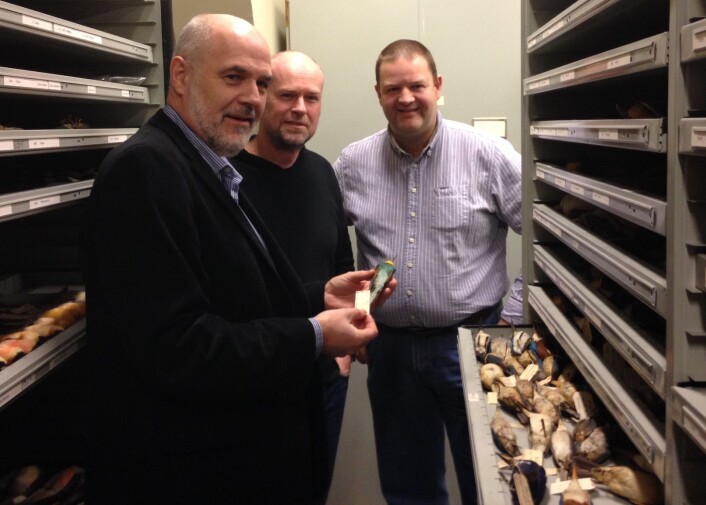 Jan T. Lifjeld, Arild Johnsen og Lars Erik Johannessen i NHM si samling av fugleskinn. No kan kven som helst få oversikt over kva som finst her. (Foto: Torstein Helleve, NHM) Jan T. Lifjeld, Arild Johnsen og Lars Erik Johannessen i NHM si samling av fugleskinn. No kan kven som helst få oversikt over kva som finst her. (Foto: Torstein Helleve, NHM)