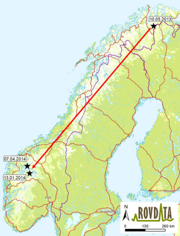 Kartet viser punktene hvor det er funnet prøver etter hannjerven "Ind2869". Fra Tana til Luster og Skjåk er det cirka 125 mil i luftlinje. (Foto: (Illustrasjon: Rovdata)) Kartet viser punktene hvor det er funnet prøver etter hannjerven "Ind2869". Fra Tana til Luster og Skjåk er det cirka 125 mil i luftlinje. (Foto: (Illustrasjon: Rovdata))