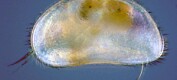 Ukas art: Muslingkreps – små dyr skjult i elvegrusen