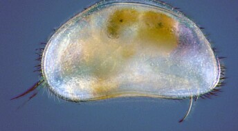 Ukas art: Muslingkreps – små dyr skjult i elvegrusen