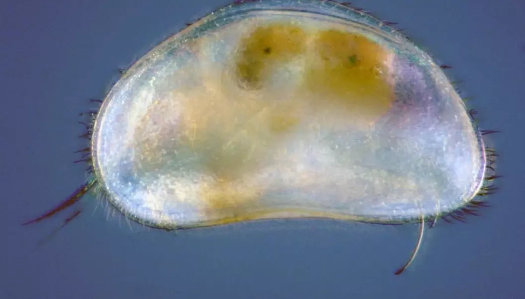 Muslingkreps – små dyr skjult i elvegrusen