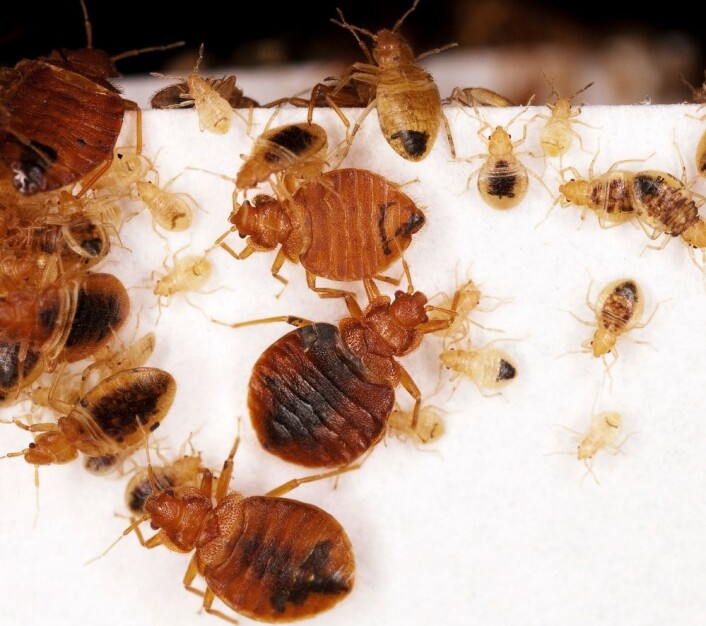 Hvis utbruddet av veggedyr har kommet langt, rekker det å ta en titt under senga. Hvis det så vidt har startet, må man se etter svarte ekskrementflekker på laken eller i sengerammen. (Foto: Science Photo Library/Scanpix) Hvis utbruddet av veggedyr har kommet langt, rekker det å ta en titt under senga. Hvis det så vidt har startet, må man se etter svarte ekskrementflekker på laken eller i sengerammen. (Foto: Science Photo Library/Scanpix)