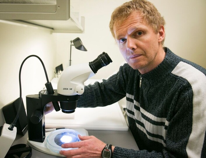 Det ser ut som om veggedyrene har blitt resistente for insektmiddel. Bjørn Arne Rukke ved Folkehelseinstituttet forsker på alternative måter å bekjempe dem på. (Foto: Jan Petter Lynau/Scanpix) Det ser ut som om veggedyrene har blitt resistente for insektmiddel. Bjørn Arne Rukke ved Folkehelseinstituttet forsker på alternative måter å bekjempe dem på. (Foto: Jan Petter Lynau/Scanpix)