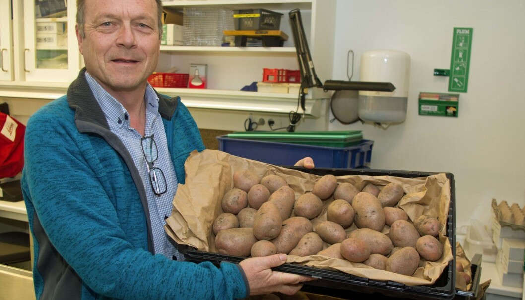 Potetane hald seg best gjennom vinteren om dei er mest mogleg modne, fortel Arne Hermansen. (Foto: Georg Mathisen) Potetane hald seg best gjennom vinteren om dei er mest mogleg modne, fortel Arne Hermansen. (Foto: Georg Mathisen)