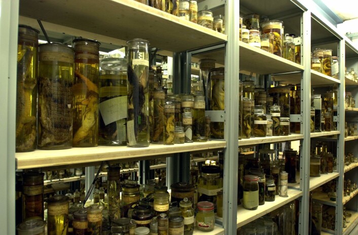 Noen av de 22 millioner dyreartene i spritsamlingen på Darwinsenteret. (Foto: The Trustees of the Natural History Museum, London) Noen av de 22 millioner dyreartene i spritsamlingen på Darwinsenteret. (Foto: The Trustees of the Natural History Museum, London)