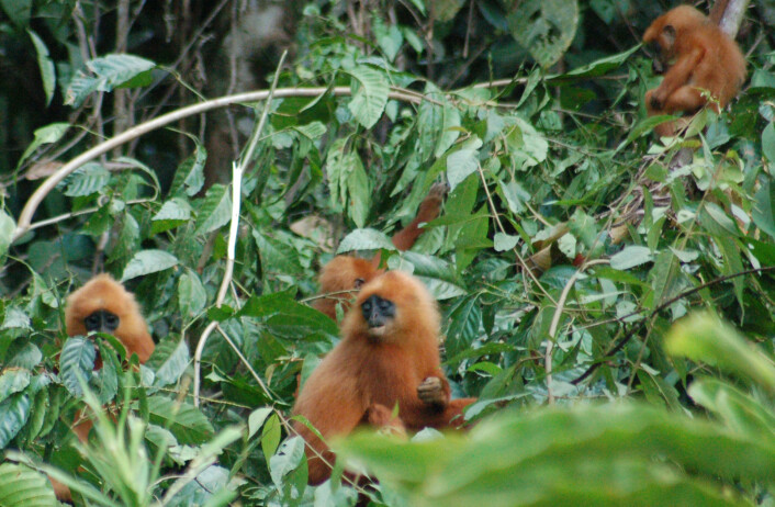 Kastanjebrune langurer i jungelen på Borneo. (Foto: Erik Tunstad) Kastanjebrune langurer i jungelen på Borneo. (Foto: Erik Tunstad)