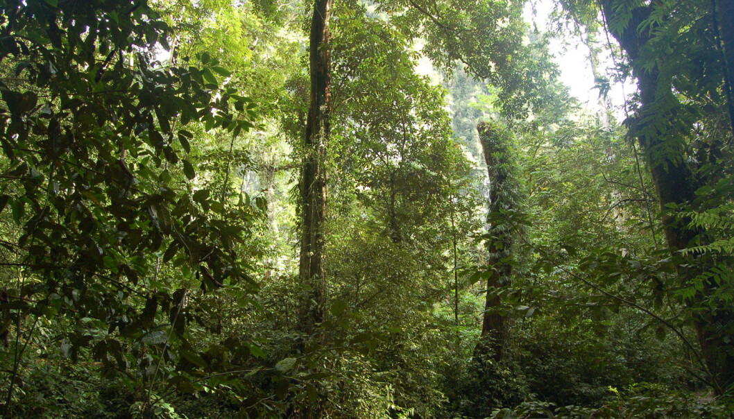 Regnskogene på Borneo er blant verdens mest artsrike økosystemer. Det er ikke fordi det er så varmt der. (Foto: Erik Tunstad) Regnskogene på Borneo er blant verdens mest artsrike økosystemer. Det er ikke fordi det er så varmt der. (Foto: Erik Tunstad)