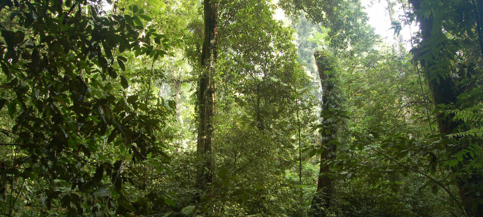Regnskogene på Borneo er blant verdens mest artsrike økosystemer. Det er ikke fordi det er så varmt der. (Foto: Erik Tunstad)