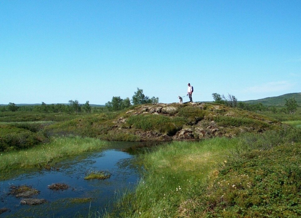 En pals i Ferdesmyras vestre del fra 2004. Da den ble besøkt igjen i 2013 hadde den minket fra 3,25 meter til 1,95 meter i høyde og minket med 4,5 meter i diameter.  (Foto: Annika Hofgaard, NINA)