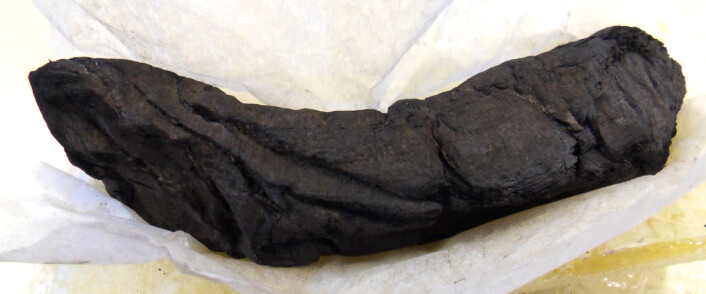 Den forkullede rullen som ble undersøkt. Rullen er 16 cm. lang. (Foto: D. Delattre © Bibliothèque de l'Institut de France) Den forkullede rullen som ble undersøkt. Rullen er 16 cm. lang. (Foto: D. Delattre © Bibliothèque de l'Institut de France)