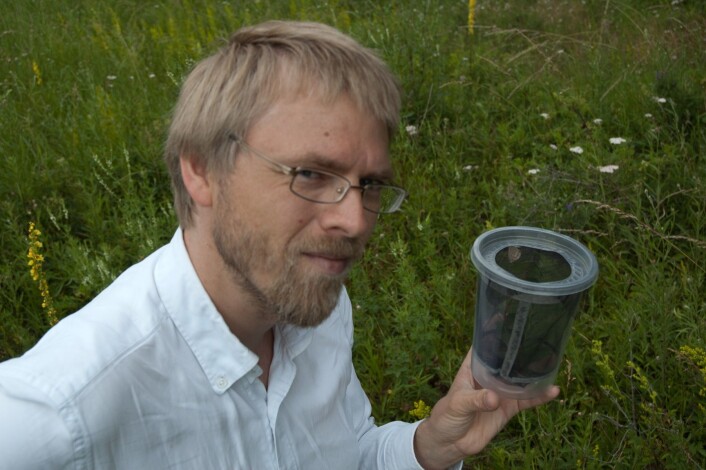 Hallvard Elven med ei av hoene som vart fanga som avlsho. (Foto: Christian Steel) Hallvard Elven med ei av hoene som vart fanga som avlsho. (Foto: Christian Steel)