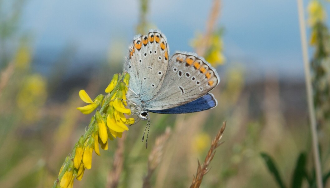 Hann av lakrismjeltblåveng. (Foto: Hallvard Elven, NHM) Hann av lakrismjeltblåveng. (Foto: Hallvard Elven, NHM)