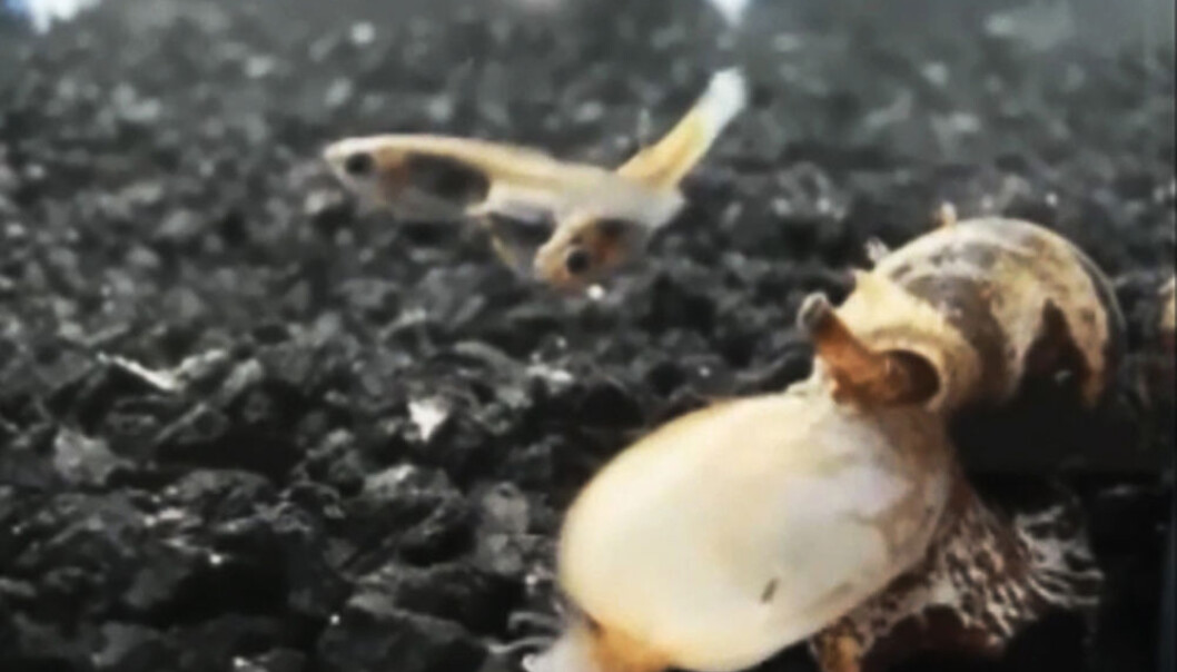 En snegle av arten Conus tulipa satser på å fange fisk ved å gi dem et aldri så lite insulinsjokk. (Foto: Jason Biggs and Baldomero Olivera) En snegle av arten Conus tulipa satser på å fange fisk ved å gi dem et aldri så lite insulinsjokk. (Foto: Jason Biggs and Baldomero Olivera)