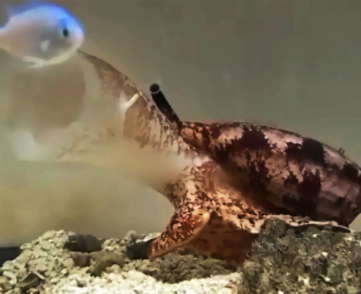 Nesten i mål. Når sneglen Conus geographus får fatt i en fisk, har den en dose med lammende nervegift på lager for byttet. (Foto: Jason Biggs and Baldomero Olivera) Nesten i mål. Når sneglen Conus geographus får fatt i en fisk, har den en dose med lammende nervegift på lager for byttet. (Foto: Jason Biggs and Baldomero Olivera)