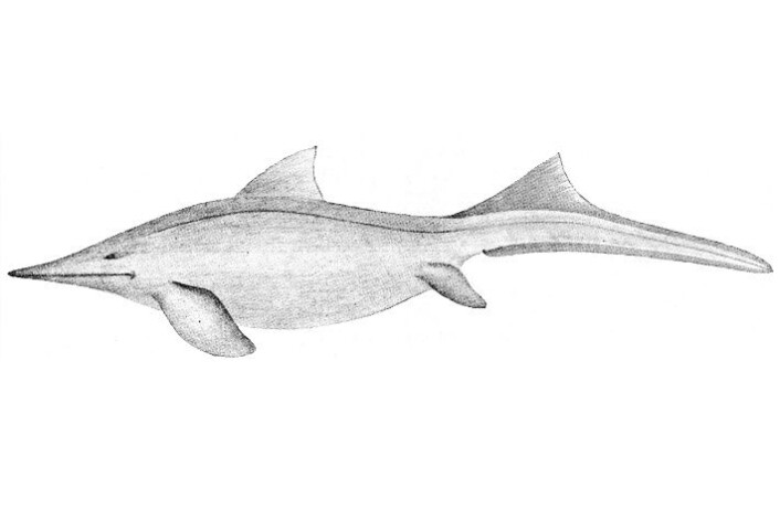 Teikning av fiskeøgle frå 1910. Den gongen <em>Mixosaurus</em>, i dag <em>Phalarodon</em>. (Foto: (Illustrasjon: Carl Wiman)) Teikning av fiskeøgle frå 1910. Den gongen <em>Mixosaurus</em>, i dag <em>Phalarodon</em>. (Foto: (Illustrasjon: Carl Wiman))