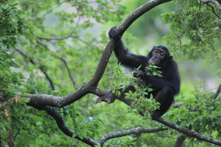 En sjimpanse – vår aller nærmeste slektning blant dyrene – spiser blader i Gombe-nasjonalparken i Tanzania. Sjimpansene har fortsatt livet oppe i trærne. Legg merke til foten hans og øynenes plassering på hodet. Foto: Cyril Ruoso, Minden/NTB En sjimpanse – vår aller nærmeste slektning blant dyrene – spiser blader i Gombe-nasjonalparken i Tanzania. Sjimpansene har fortsatt livet oppe i trærne. Legg merke til foten hans og øynenes plassering på hodet. Foto: Cyril Ruoso, Minden/NTB