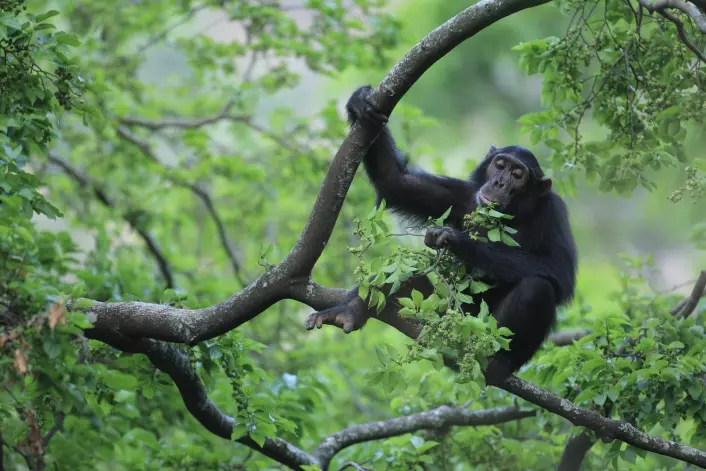 En sjimpanse – vår aller nærmeste slektning blant dyrene – spiser blader i Gombe-nasjonalparken i Tanzania. Sjimpansene har fortsatt livet oppe i trærne. Legg merke til foten hans og øynenes plassering på hodet.  Foto: Cyril Ruoso, Minden/NTB