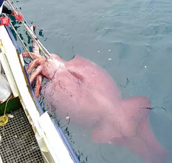 Den kolossale blekkspruten som ble fanget opp av en newzealandsk fiskebåt i 2007. (Foto: (Te Papa, Wikimedia Commons))