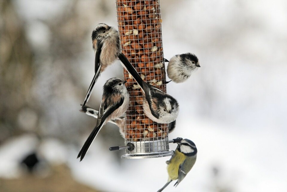 De minste fuglene må utnytte hvert minutt av den lyse dagen til å finne mat. Her stjertmeis og én blåmeis. (Foto: Thinkstock)