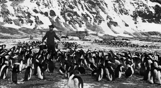 Samer og pingviner i Antarktis