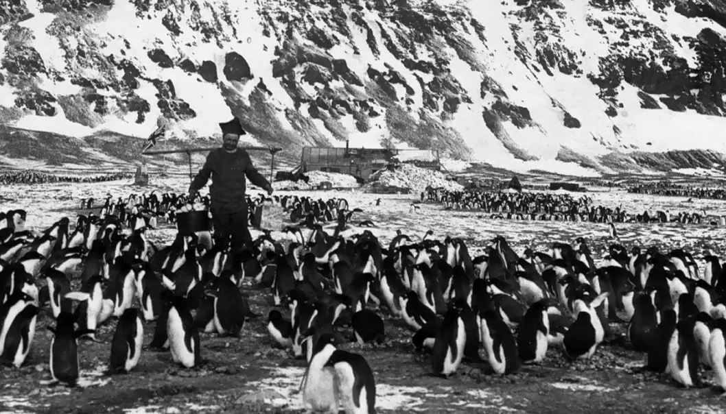 Samer og pingviner i Antarktis
