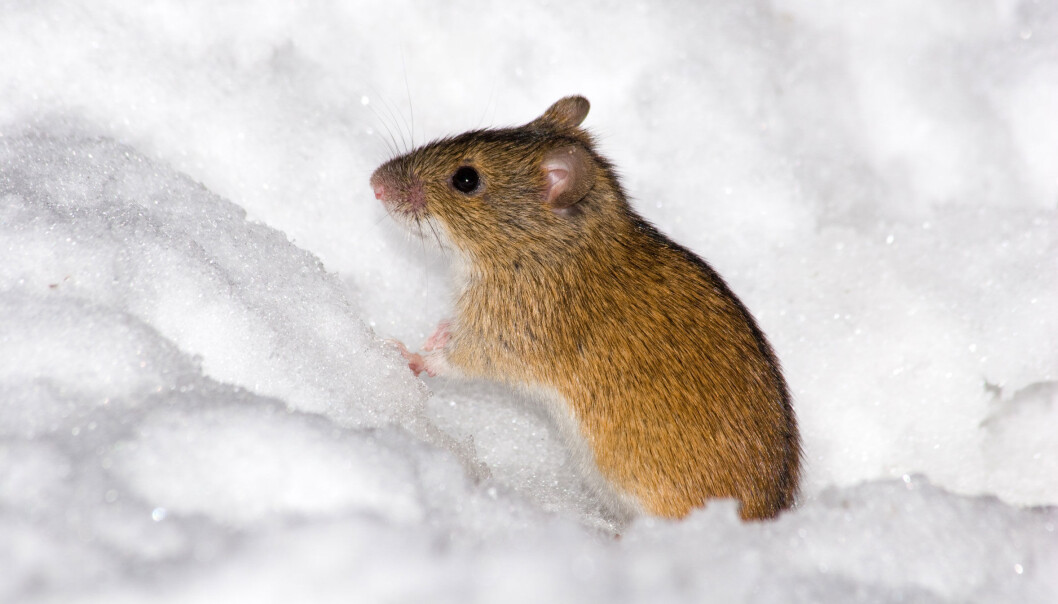 Forskere har lenge visst at forkjølelsesviruset rhinovirus trives best ved lavere temperaturer. Da formerer det seg og øker sjansen for sykdom. (Foto: Microstock) Forskere har lenge visst at forkjølelsesviruset rhinovirus trives best ved lavere temperaturer. Da formerer det seg og øker sjansen for sykdom. (Foto: Microstock)
