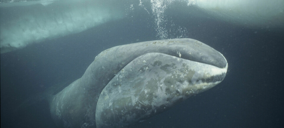 Grønlandskvalen lever opptil 200 år, og kan ha eit par tips for å oppnå langt liv. (Foto: Microstock)