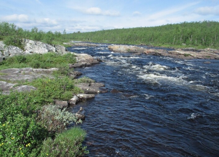 Karasjohka, en av de viktigste sideelvene i Tanavassdraget. (Foto: Sturla Brørs) Karasjohka, en av de viktigste sideelvene i Tanavassdraget. (Foto: Sturla Brørs)