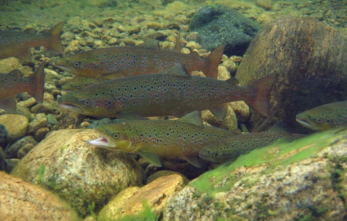 Voksen laks i Tanavassdraget. (Foto: Panu Orell) Voksen laks i Tanavassdraget. (Foto: Panu Orell)